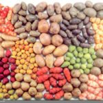 Renkli Patatesler Bolivya