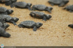 Caretta caretta Kaplumbağası